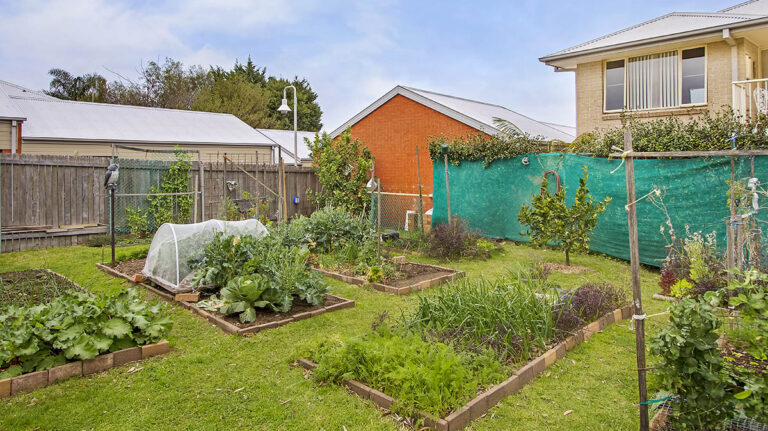 Community vegetable garden